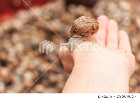 Edible snails on marketplace 28604617