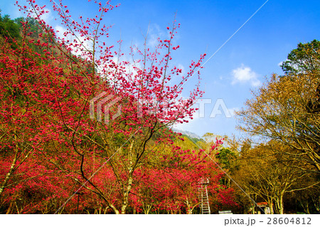 桜 さくら サクラ 28604812