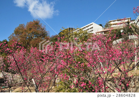 岡本公園 28604828