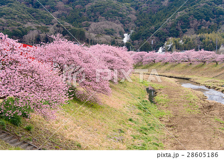 【静岡県南伊豆町】青野川沿いの河津桜 28605186