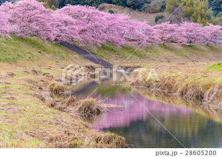 【静岡県南伊豆町】青野川沿いの河津桜 28605200