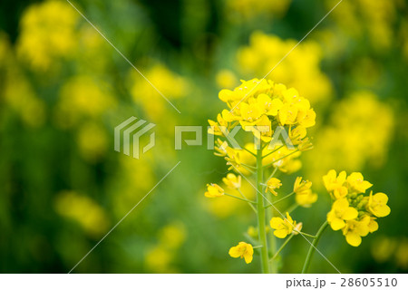 菜の花 28605510