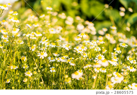 Medical daisy growing 28605575