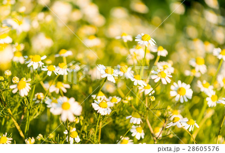 Medical daisy growing 28605576