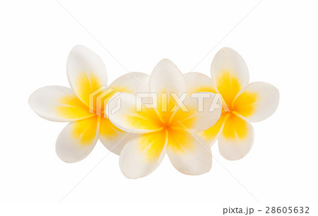 frangipani flower isolated 28605632