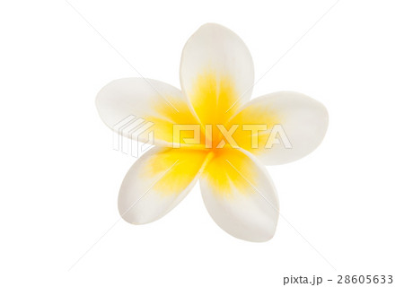 frangipani flower isolated 28605633