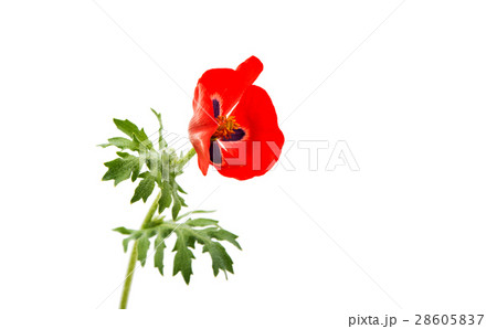 poppy flowers 28605837