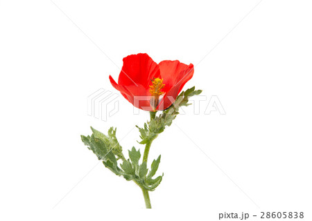 poppy flowers 28605838