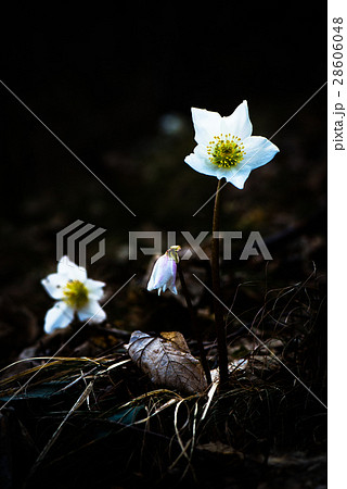 Helleborus niger white flower 28606048