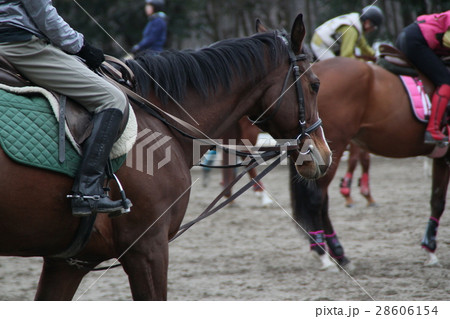 乗馬クラブ 28606154