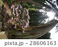杉木立の中のシャクナゲ 28606163