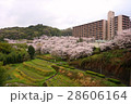 棚田と桜とマンション 28606164
