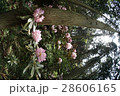杉木立の中で輝くシャクナゲ 28606165
