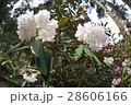 純白のシャクナゲ 28606166