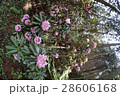 シャクナゲの主張 28606168