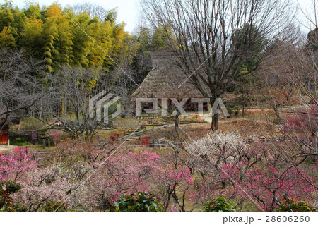 里山の梅林 里山の梅林 28606260