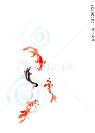 金魚、黒と赤、渦巻 金魚、黒と赤、渦巻 28606757