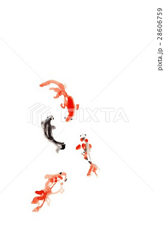 金魚、黒と赤 金魚、黒と赤 28606759