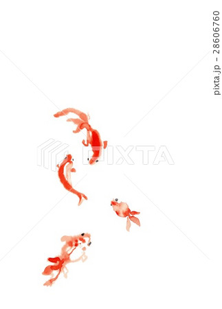 金魚、赤のみ 金魚、赤のみ 28606760