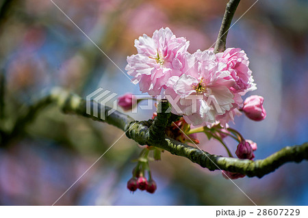 イギリス 英国 イングランド 28607229