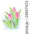 チューリップ　パソコン水彩画 28607423