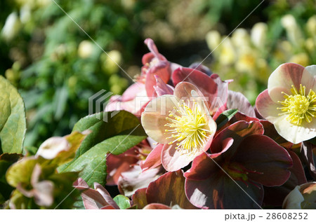 庭園の風景 庭園の風景 28608252