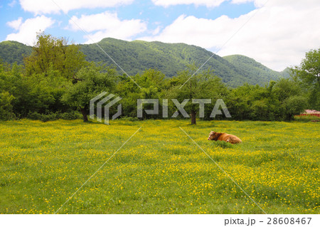 Brown Swiss Cow on the spring field 28608467