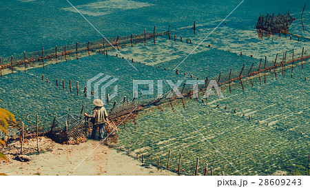 People collect seaweed plantations algal - Nusa 28609243
