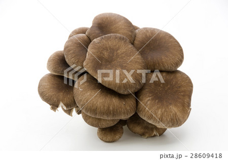 ひらたけ 28609418