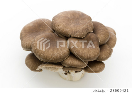 ひらたけ 28609421