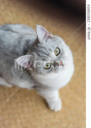 Beautiful cat looking 28609804