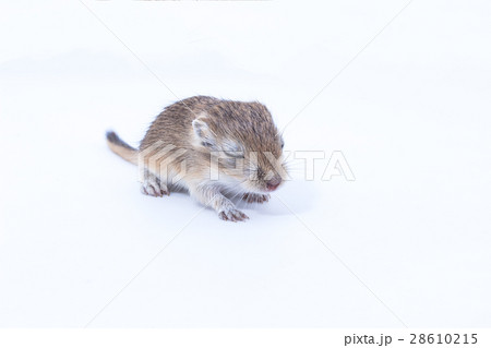 Litter Mongolian gerbil, Desert Rat Litter Mongolian gerbil, Desert Rat 28610215