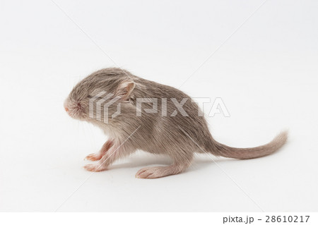 Litter Mongolian gerbil, Desert Rat 28610217