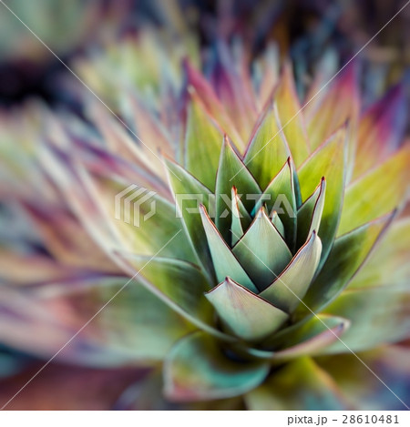 Endemic plant from Mount Roraima in Venezuela 28610481