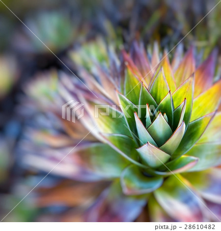 Endemic plant from Mount Roraima in Venezuela 28610482