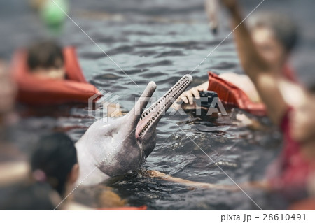 People feeding the famous Pink Dolphin (Boto Rosa) People feeding the famous Pink Dolphin (Boto Rosa) 28610491