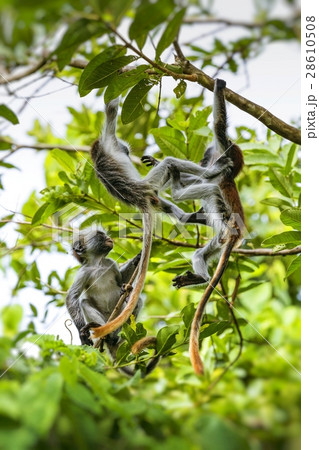 Endangered Zanzibar red colobus monkey 28610508