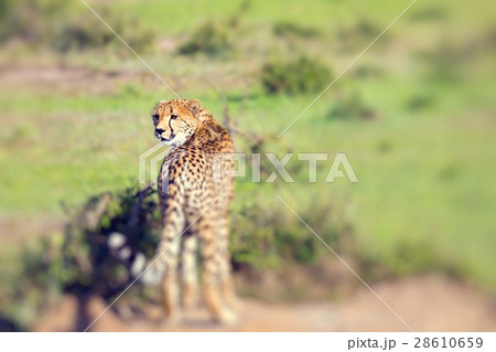 A cheetah on the Masai Mara National Reserve A cheetah on the Masai Mara National Reserve 28610659