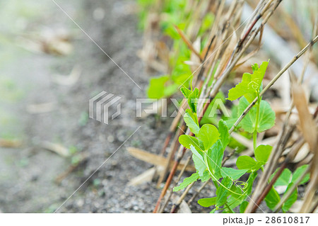何らかの豆類の苗　グリンピース系の前の苗　冬に植える 28610817