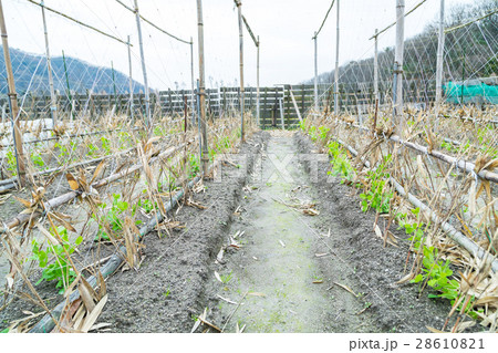何らかの豆類の苗 グリンピース系の前の苗 冬に植える 何らかの豆類の苗 グリンピース系の前の苗 冬に植える 28610821