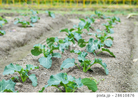 ブロッコリー農家にて　野菜　冬　ベジタブル　葉　アブラナ科 28610876