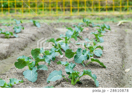 ブロッコリー農家にて 野菜 冬 ベジタブル 葉 アブラナ科 ブロッコリー農家にて 野菜 冬 ベジタブル 葉 アブラナ科 28610878