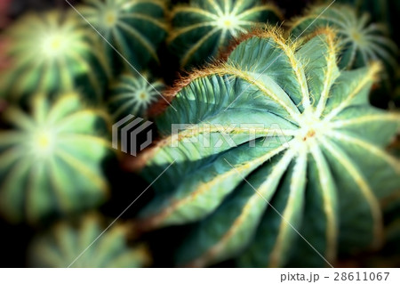 Close up of globe shaped cactus with long thorns Close up of globe shaped cactus with long thorns 28611067