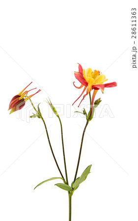 aquilegia flower isolated 28611363