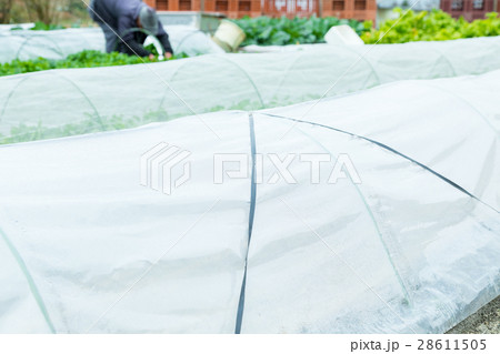 いろんな野菜 畑 農家 農業 TPP 野菜 冬 ベジタブル 葉 いろんな野菜 畑 農家 農業 TPP 野菜 冬 ベジタブル 葉 28611505