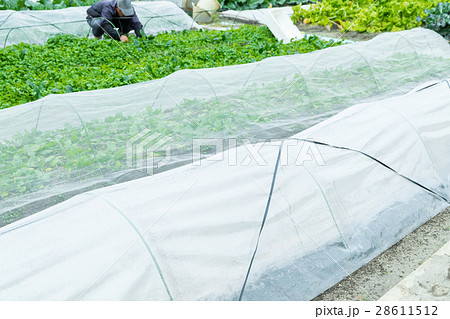 いろんな野菜 畑 農家 農業 TPP 野菜 冬 ベジタブル 葉 いろんな野菜 畑 農家 農業 TPP 野菜 冬 ベジタブル 葉 28611512