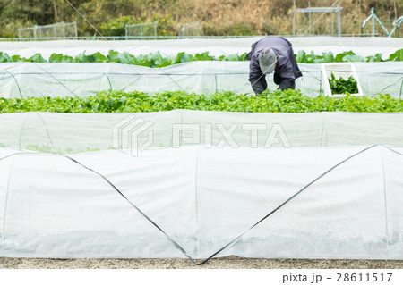 いろんな野菜 畑 農家 農業 TPP 野菜 冬 ベジタブル 葉 いろんな野菜 畑 農家 農業 TPP 野菜 冬 ベジタブル 葉 28611517