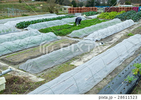 いろんな野菜　畑　農家　農業　TPP　野菜　冬　ベジタブル　葉 28611523