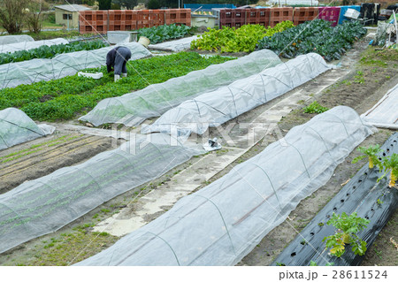 いろんな野菜 畑 農家 農業 TPP 野菜 冬 ベジタブル 葉 いろんな野菜 畑 農家 農業 TPP 野菜 冬 ベジタブル 葉 28611524