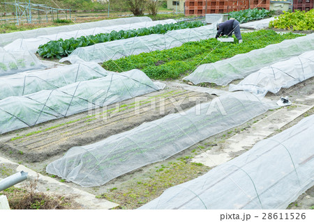いろんな野菜 畑 農家 農業 TPP 野菜 冬 ベジタブル 葉 いろんな野菜 畑 農家 農業 TPP 野菜 冬 ベジタブル 葉 28611526
